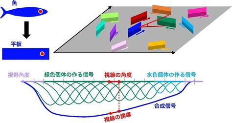 魚的視野|魚の群れにおける視覚運動の役割を解明 ― 選択と... 